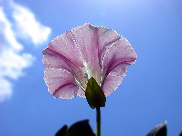 Morning_Glory_04